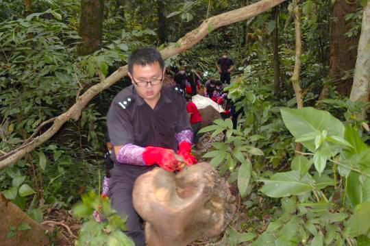 云南野生象遭砍頭取象牙-盜獵者手段極其殘忍3