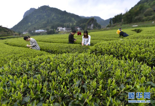 全國(guó)各產(chǎn)茶區(qū)迎來“明前茶”采摘高峰6