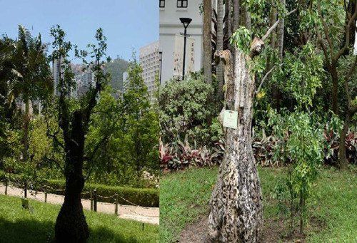 香港公園一棵樹齡達400年的棗樹枯萎被斬。