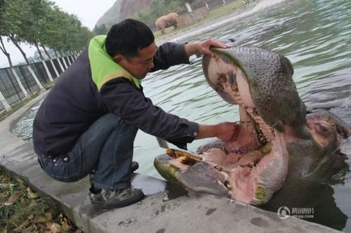 河馬主動求飼養員剔牙