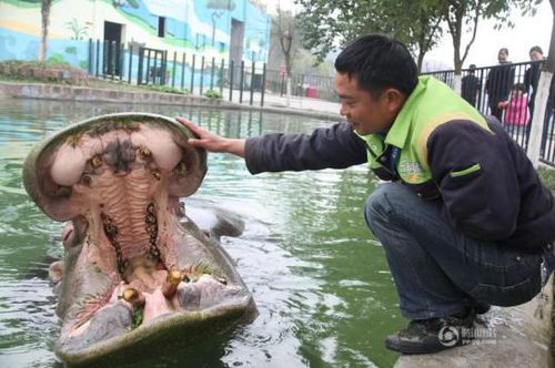 河馬主動求飼養員剔牙