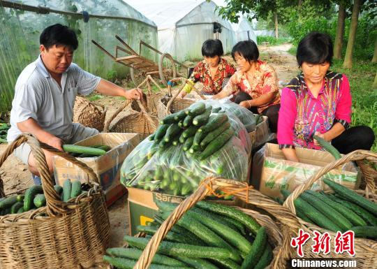 付天軍和聘用的殘友們一起將剛采摘的新鮮黃瓜包裝好?！『闈?攝