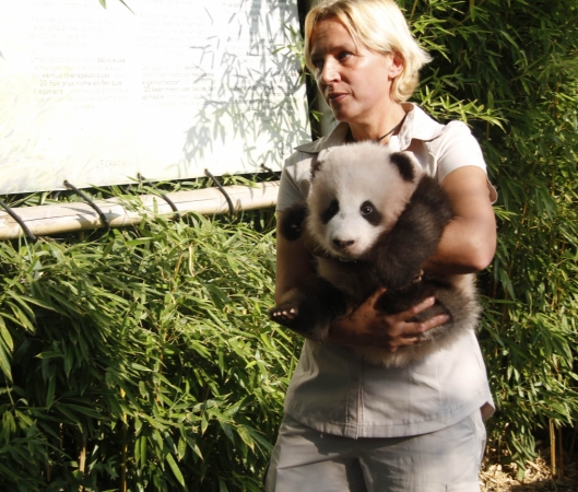 9月15日，在比利時(shí)布呂熱萊特的天堂動(dòng)物園，工作人員抱著大熊貓寶寶“天寶”出席取名儀式。