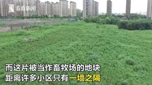 上海高檔住宅區邊現圈地放羊 有幾只在馬路上閑逛