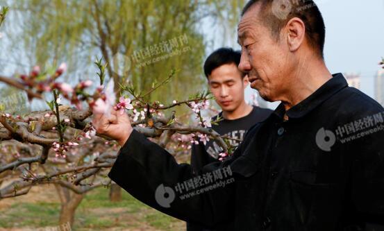 p30-1-胡偉和父親在自家地里，他們近年來專門種植桃子。他們身后是一處商業(yè)樓盤。