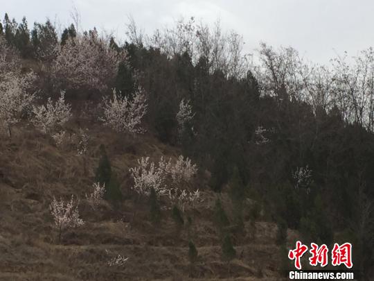 甘肅“省門第一道”護(hù)林員傾心生態(tài)“脫貧”（圖）