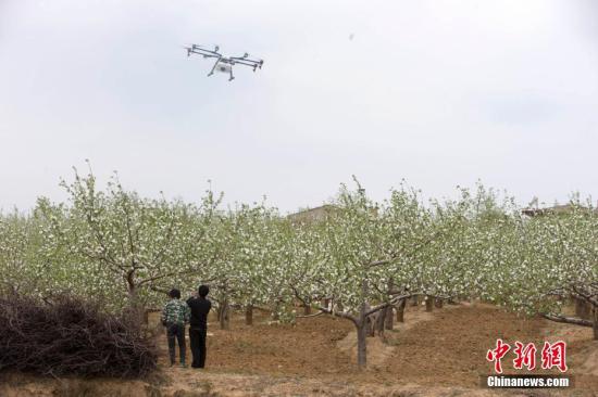 4月末，正是蘋果花盛開的季節，十余架白色無人機在果園上空盤旋，這種高效、便捷的方式受到當地果農追捧。據介紹，這些無人機屬于大疆內蒙古禾文植保隊。從4月起，禾文植保隊將在山西臨汾吉縣連續工作3個月，為山西臨汾吉縣5萬畝蘋果樹提供植保服務。未來，當地將通過政企合作的方式，探索使用無人機管理蘋果生產全過程。張云 攝