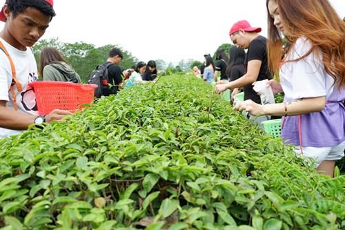 中國僑網采茶溯源。（華僑大學華文學院供圖：楊惠晶 張芬妮）