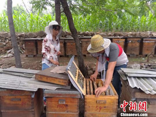 7月底，已經(jīng)過了蜜蜂生產(chǎn)蜂蜜的集中期，蜂巢上的封蓋蜜并不多。　　韓章云 攝