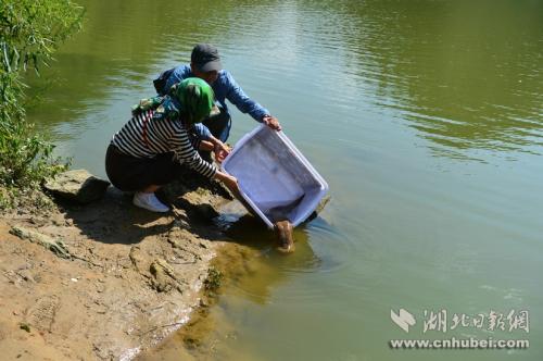 王崗和田巍夫婦正在放生娃娃魚。通訊員 李維君 攝。