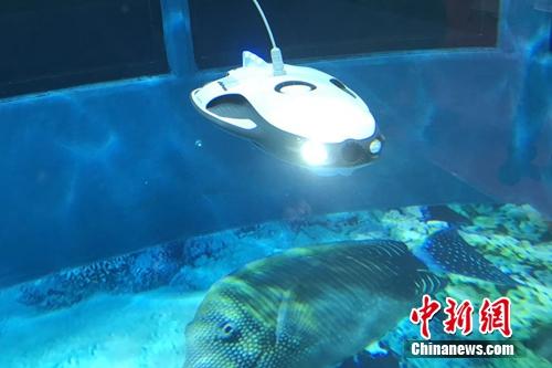 水中機器人。<a target='_blank' href='http://www.chinanews.com/' >中新網</a> 吳濤 攝