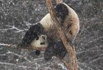 長(zhǎng)春迎首場(chǎng)降雪 大熊貓雪地撒歡