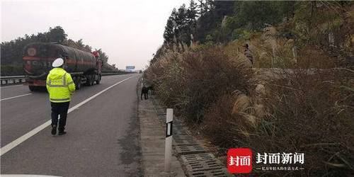 老漢在高速公路邊放羊 因隔離欄內綠化帶植被茂盛