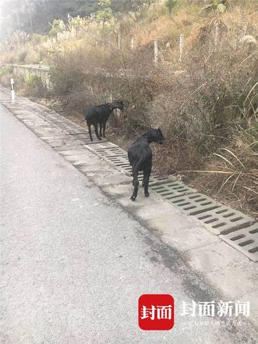 老漢在高速公路邊放羊 因隔離欄內綠化帶植被茂盛