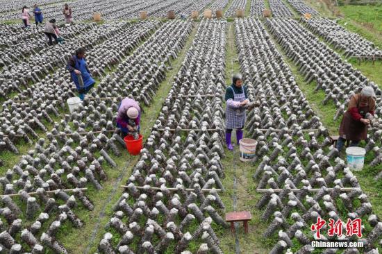 3月12日，農戶在田間采摘木耳。近年來，貴州省印江土家族苗族自治縣以“政府引導、企業主體、農戶參與”的模式，結合市場需求，發展食用菌產業。目前，該縣累計建成食用菌基地15個，建成育菌棚、生產大棚3200余個(占地76.8萬平方米)，2017年，種植食用菌8800萬棒，實現產量約6.6萬噸，產值5.28億元；帶動6000余戶群眾22000余人(其中貧困戶3000余戶，10000余人)發展食用菌種植，實現當年帶動的貧困人口人均增收3500元以上，確保當年參與貧困戶精準脫貧。食用菌主要銷往重慶、浙江、上海、廣東、福建等地，干菇通過電商和代理商銷往全國各地。<a target='_blank' href='http://www.chinanews.com/'>中新社</a>記者 賀俊怡 攝