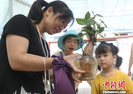 一游客母親捧著無土栽培地瓜盆景向孩子進行農(nóng)業(yè)科普教育。　黃水林 攝