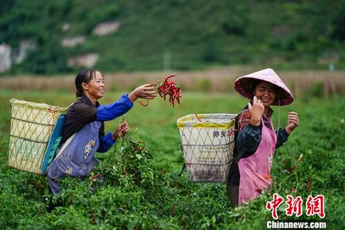 9月26日，貴州鎮寧扁擔山鎮蔬菜基地，菜農在田間采摘辣椒。近日，正值貴州省鎮寧縣扁擔山鎮蔬菜基地各類蔬菜采摘上市時期，菜農田間地頭采摘忙。<a target='_blank' href='http://www.chinanews.com/'>中新社</a>記者 賀俊怡 攝