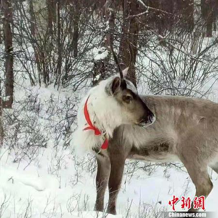 圖為雪中馴鹿。　張瑋 攝