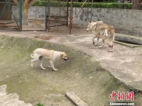 動物園“狗狼同籠”引熱議園方回應(yīng)：沒必要分開