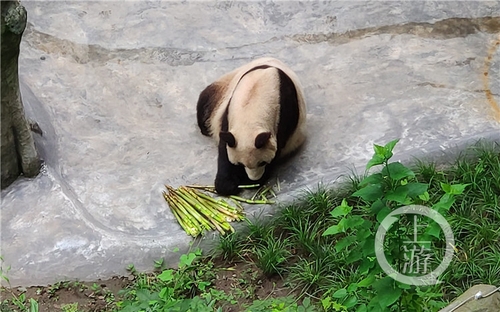 世界罕見！重慶動(dòng)物園兩只大熊貓同日生下雙胞胎