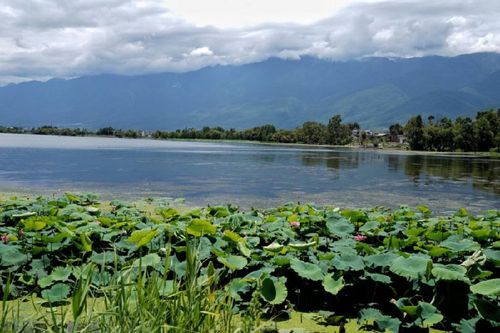 大理洱海邊的濕地風景（2019年8月10日攝）。