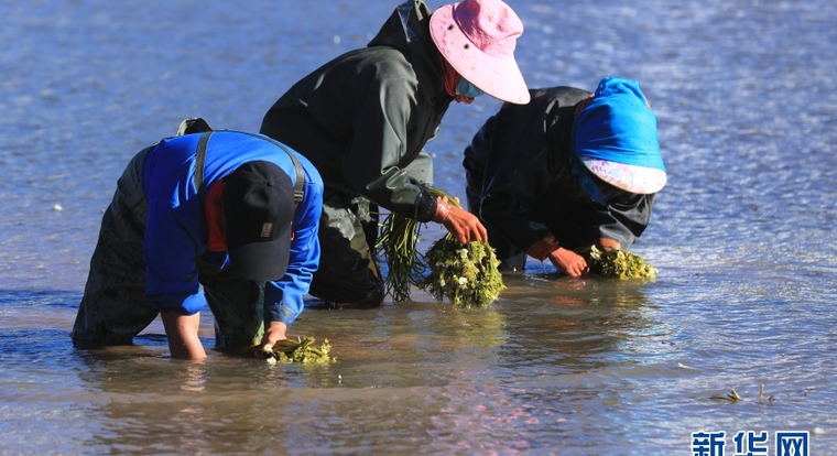 【新春走基層】我在洱海源頭種海菜