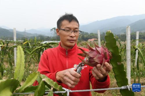 在廣西靈川縣靈田鎮(zhèn)正義村，陽紅星采摘已經(jīng)成熟的火龍果（10月27日攝）。